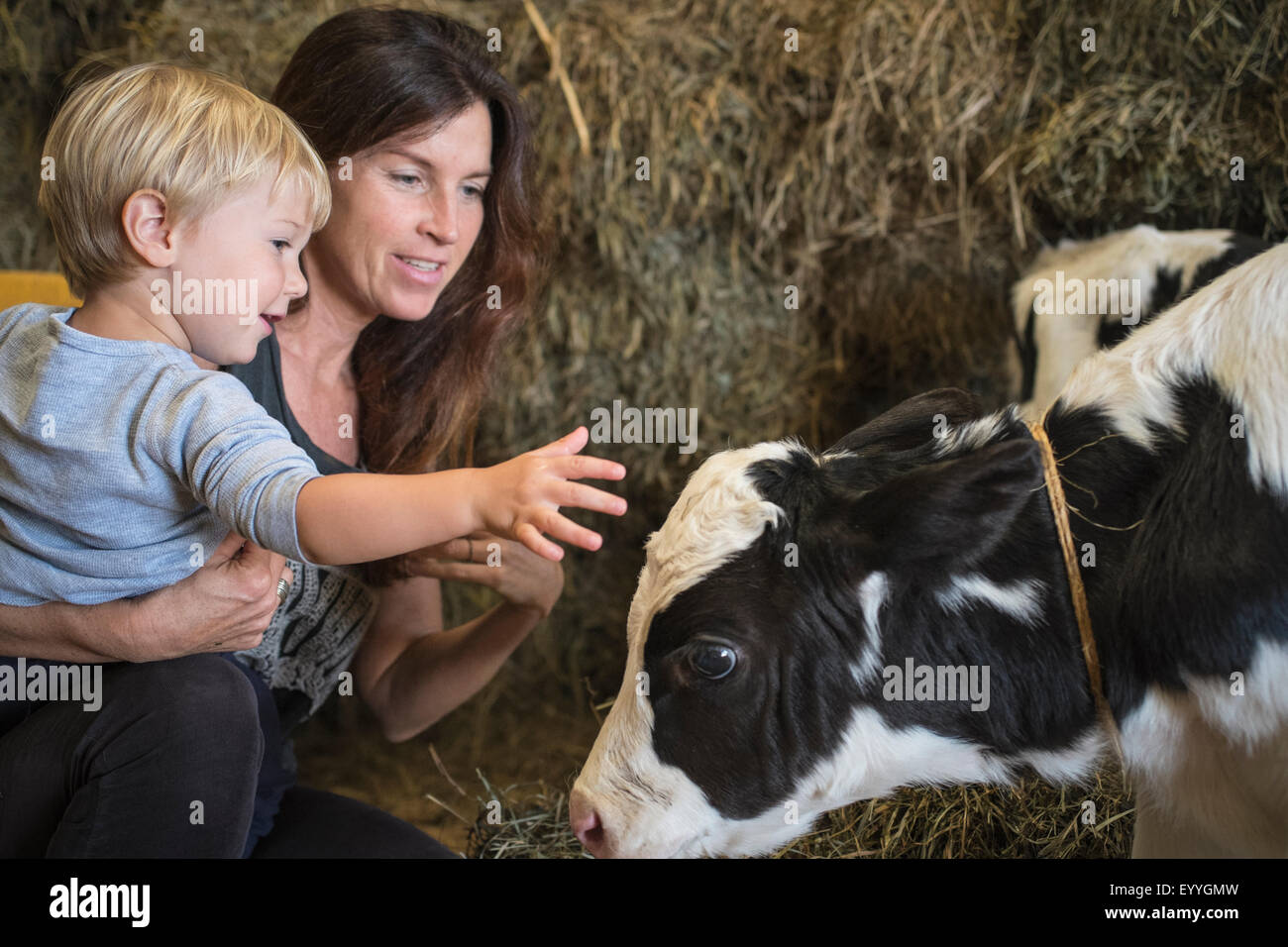 Caucasian mother and son petting cow in barn Stock Photo