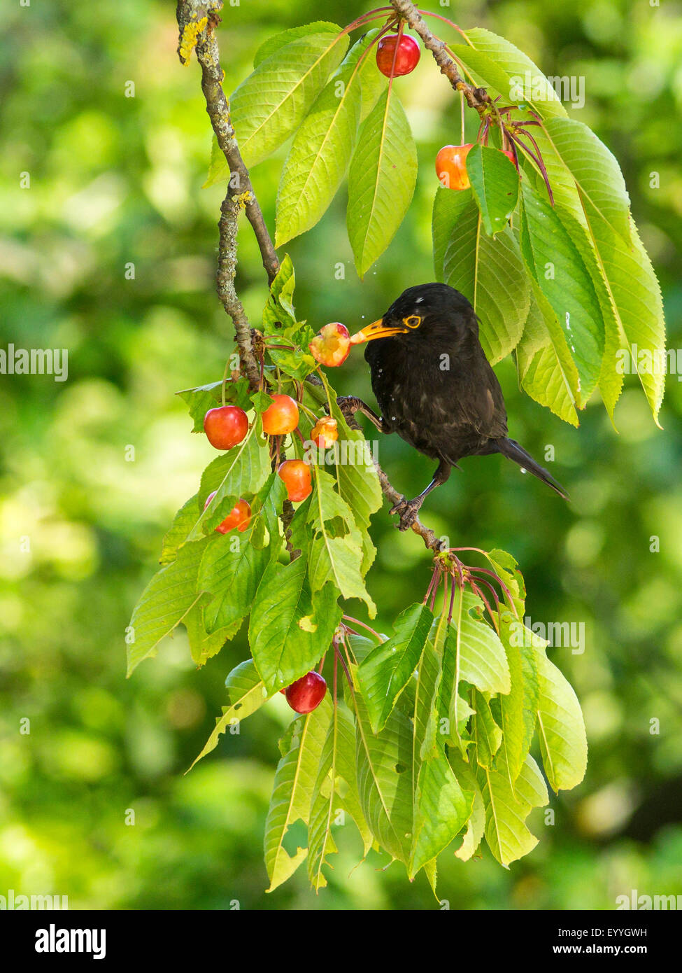 blackbird (Turdus merula), male eating cherries in a cherry tree