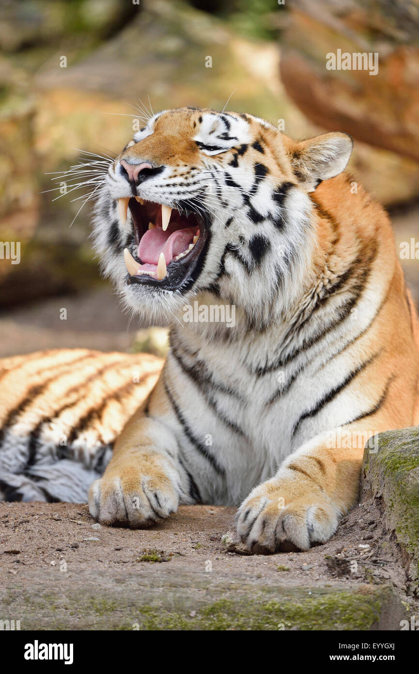Siberian tiger, Amurian tiger (Panthera tigris altaica), roaring tiger Stock Photo