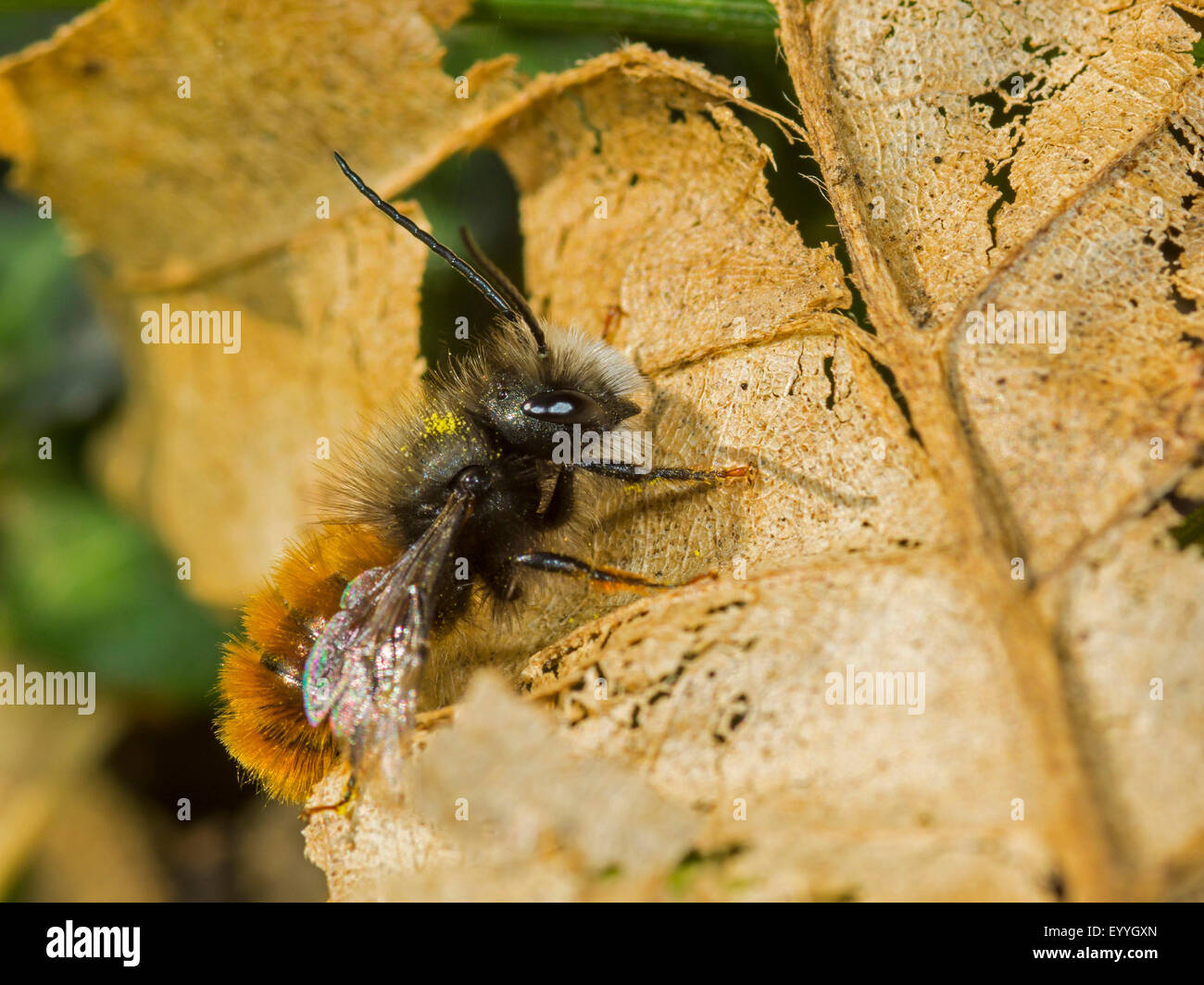 Bicoloured mason bee (Osmia bicolor), male sitting on a leaf , Germany Stock Photo