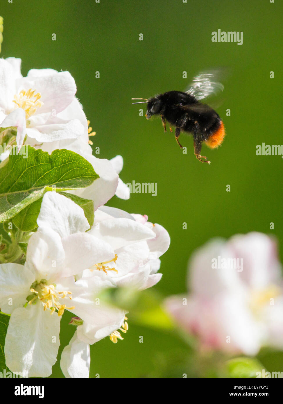 red-tailed bumble bee (Bombus lapidarius, Pyrobombus lapidarius, Aombus lapidarius), approaching aplle blossoms, Germany Stock Photo