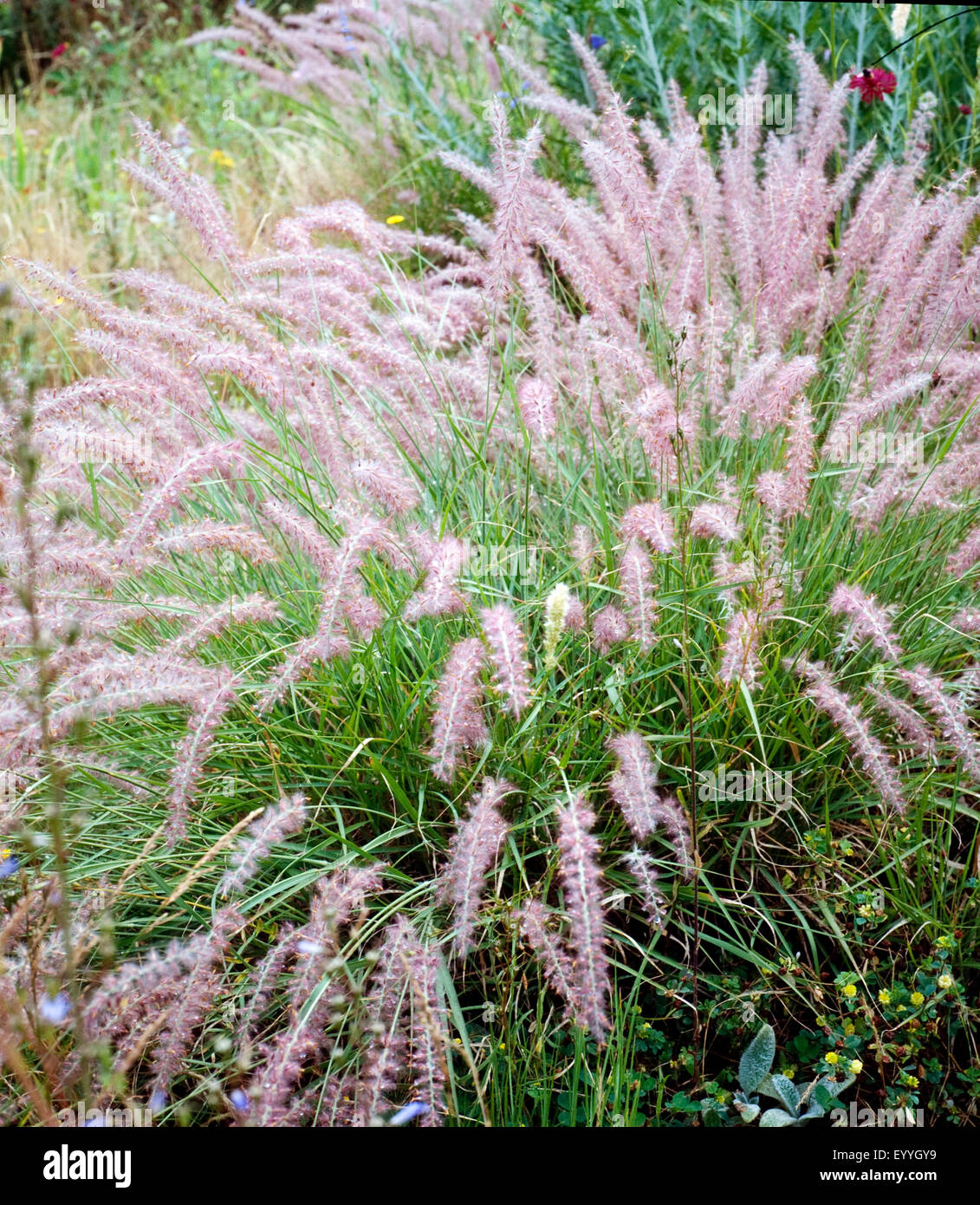 Lampenputzergras, Pennisetum orientale Stock Photo Alamy