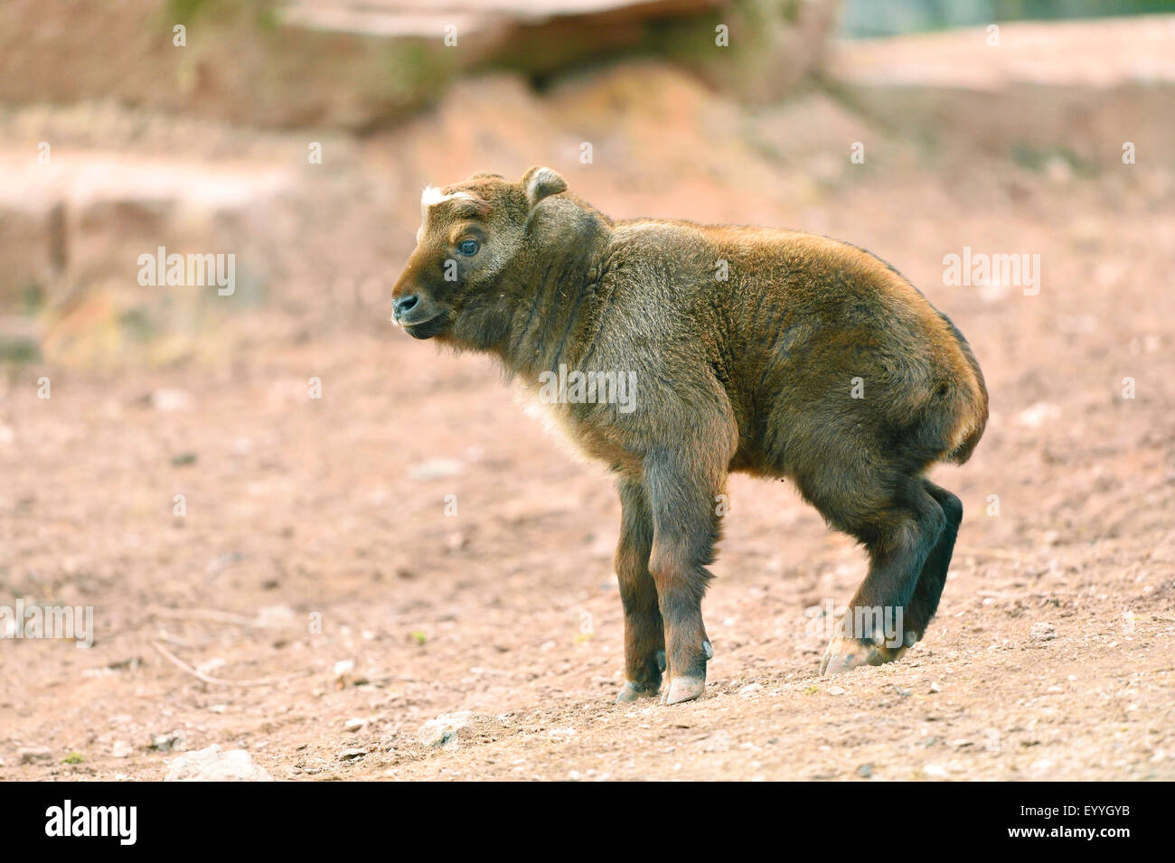 Takin, Cattle chamois, Gnu goat (Budorcas taxicolor, Budorcas taxicolor taxicolor), cub Stock Photo