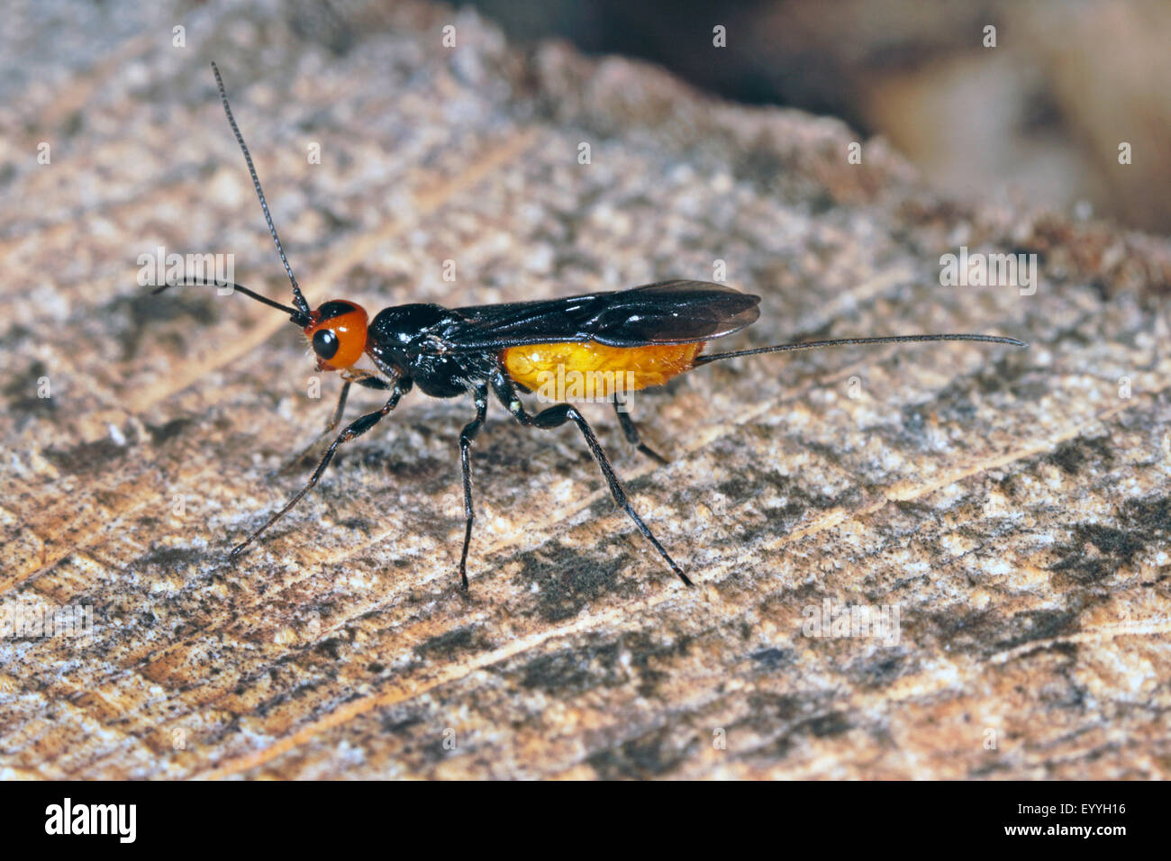 parasitoid wasp (Bracon spec), female Stock Photo