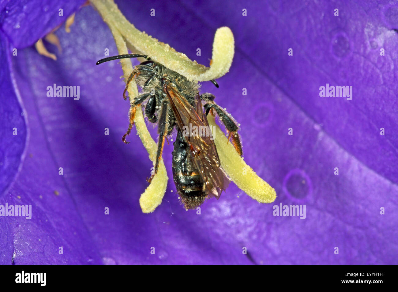 Burrowing bee (Andrena curvungula), collecting pollen, Germany Stock Photo