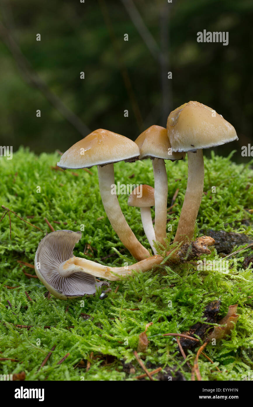 Conifer tuft (Hypholoma capnoides), in moss, Germany Stock Photo