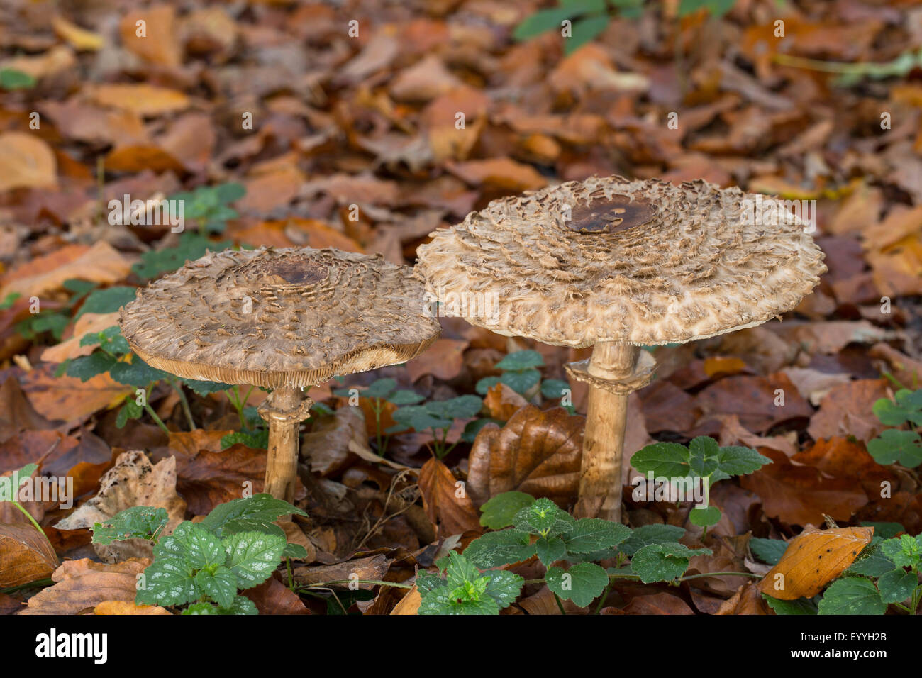 Shaggy parasol (Chlorophyllum rachodes, Macrolepiota rachodes, Chlorophyllum racodes, Macrolepiota racodes), in forest ground, Germany Stock Photo