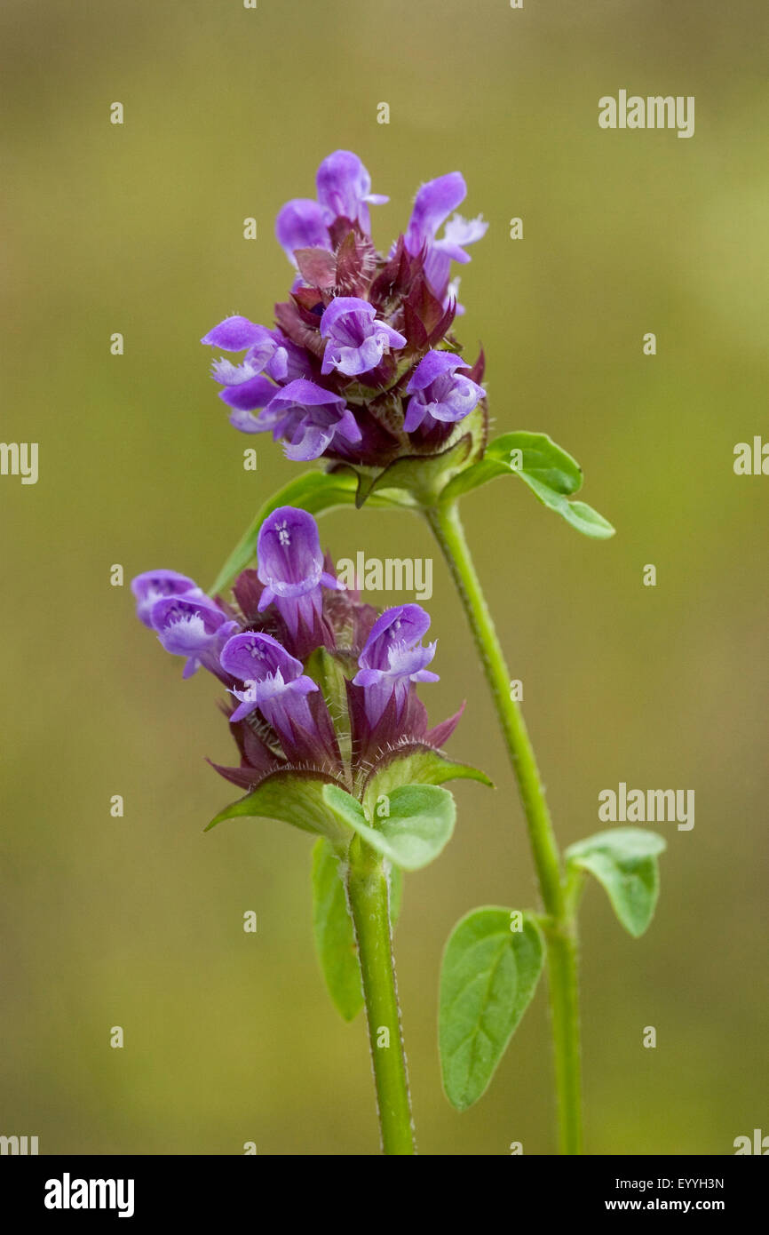 carpenter-weed, heal-all, self-heal (Prunella vulgaris), inflorescences, Germany Stock Photo