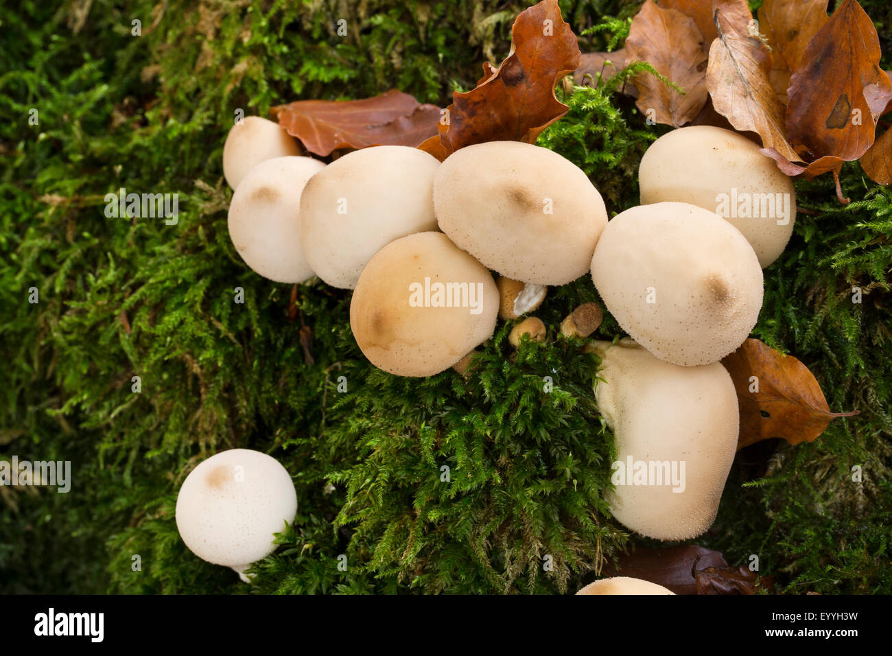 stump puffball (Lycoperdon pyriforme, Morganella pyriformis), on deadwood, Germany Stock Photo