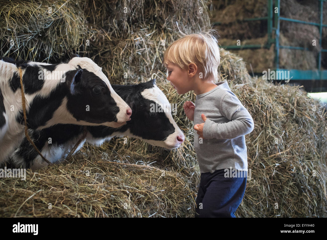Caucasian boy laughing on haystacks near cows Stock Photo