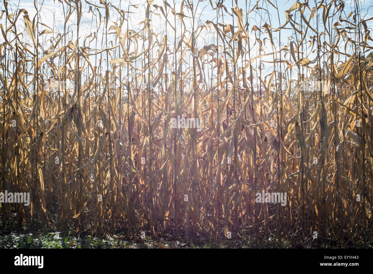 Corn crops growing in farm field Stock Photo