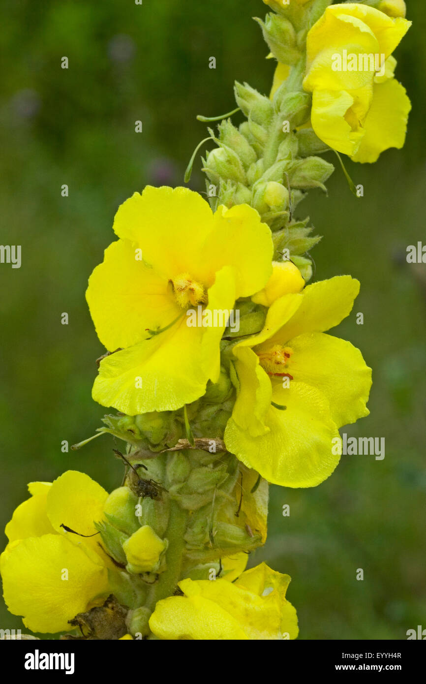 dense-flowered mullein, dense mullein (Verbascum densiflorum, Verbascum thapsiforme), flowers, Germany Stock Photo