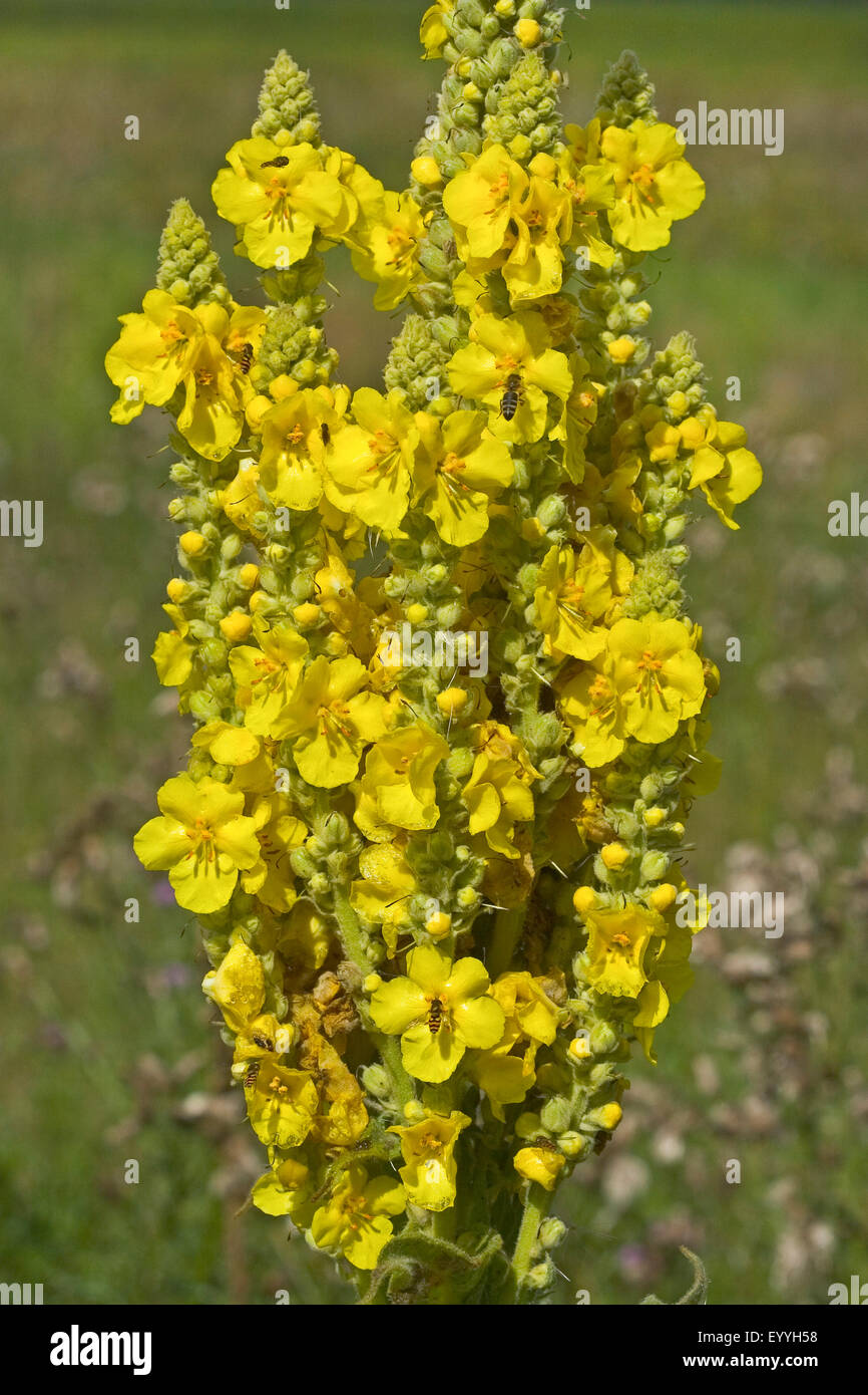 dense-flowered mullein, dense mullein (Verbascum densiflorum, Verbascum thapsiforme), inflorescence, Germany Stock Photo