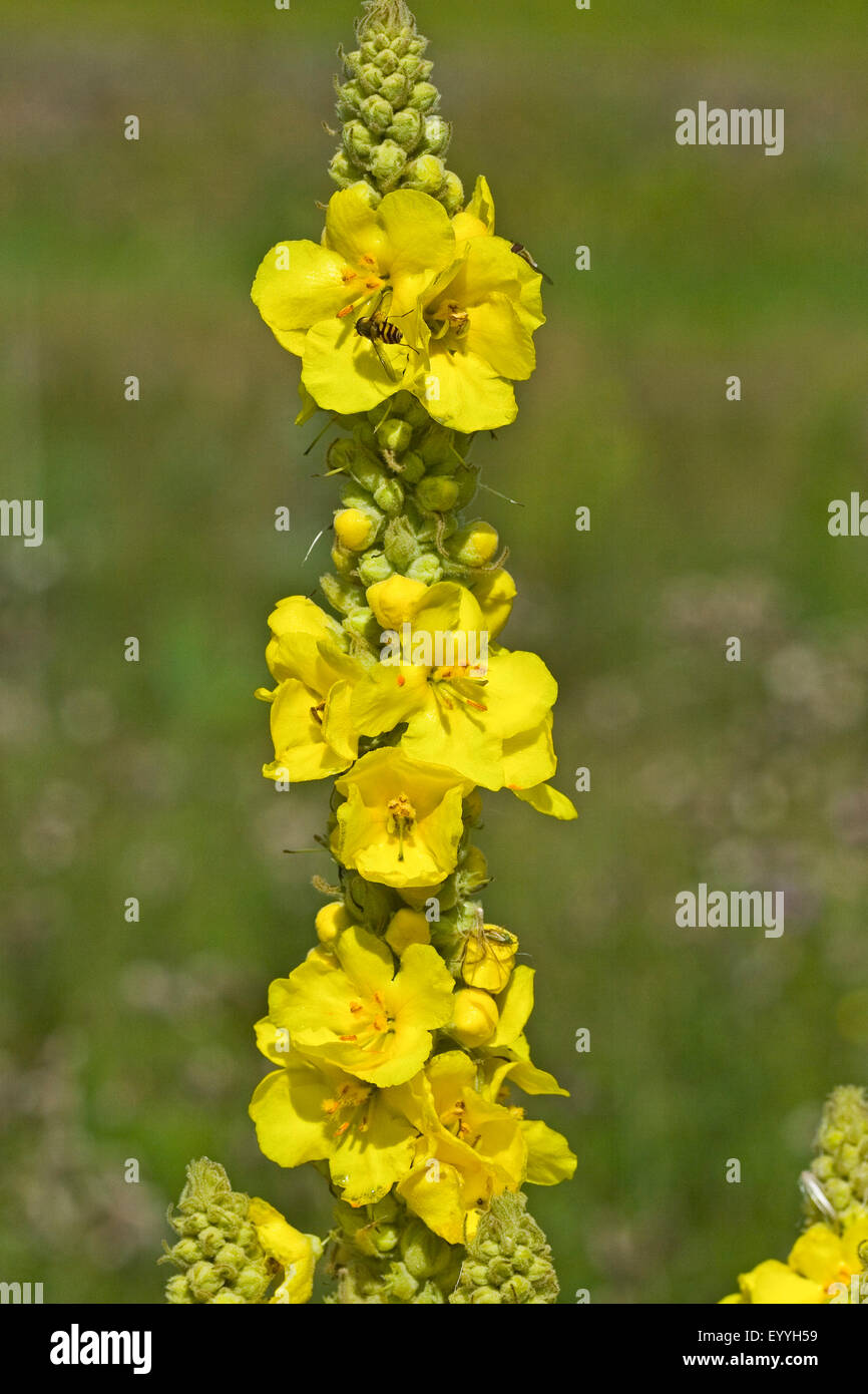 dense-flowered mullein, dense mullein (Verbascum densiflorum, Verbascum thapsiforme), inflorescence, Germany Stock Photo