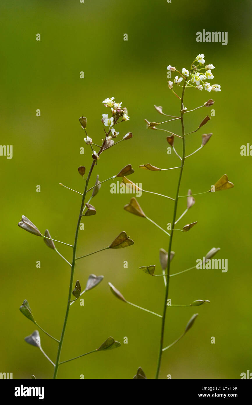 Shepherd's-purse (Capsella bursa-pastoris), inflorescences, Germany Stock Photo