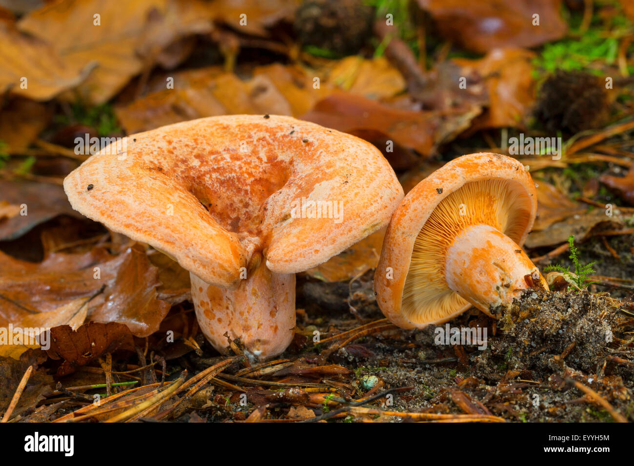 Saffron milk cap, Saffron milkcap, Red pine mushroom (Lactarius deliciosus), two milk caps on the forest gound with pine needles, Germany Stock Photo