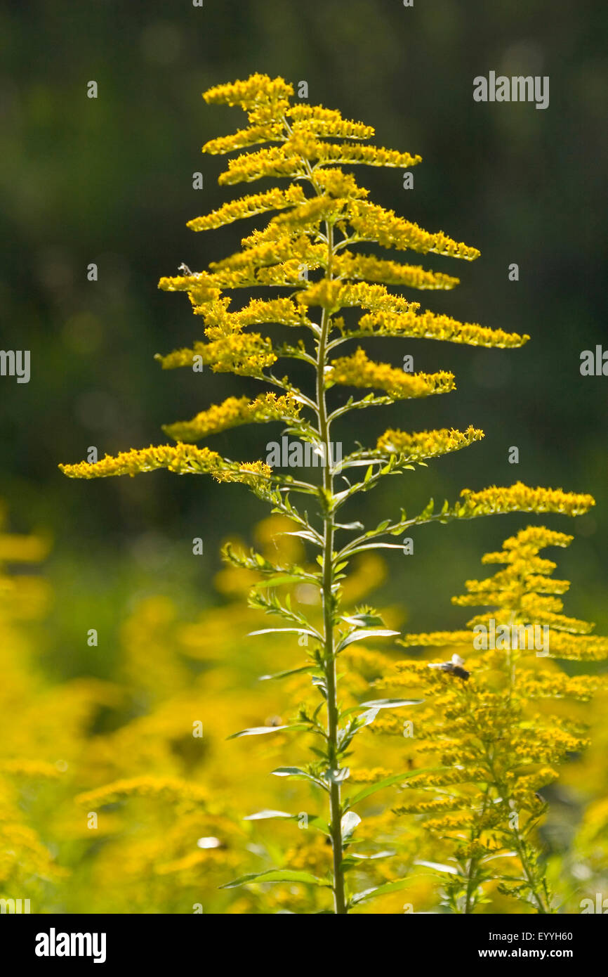 Canadian goldenrod, meadow goldenrod (Solidago canadensis