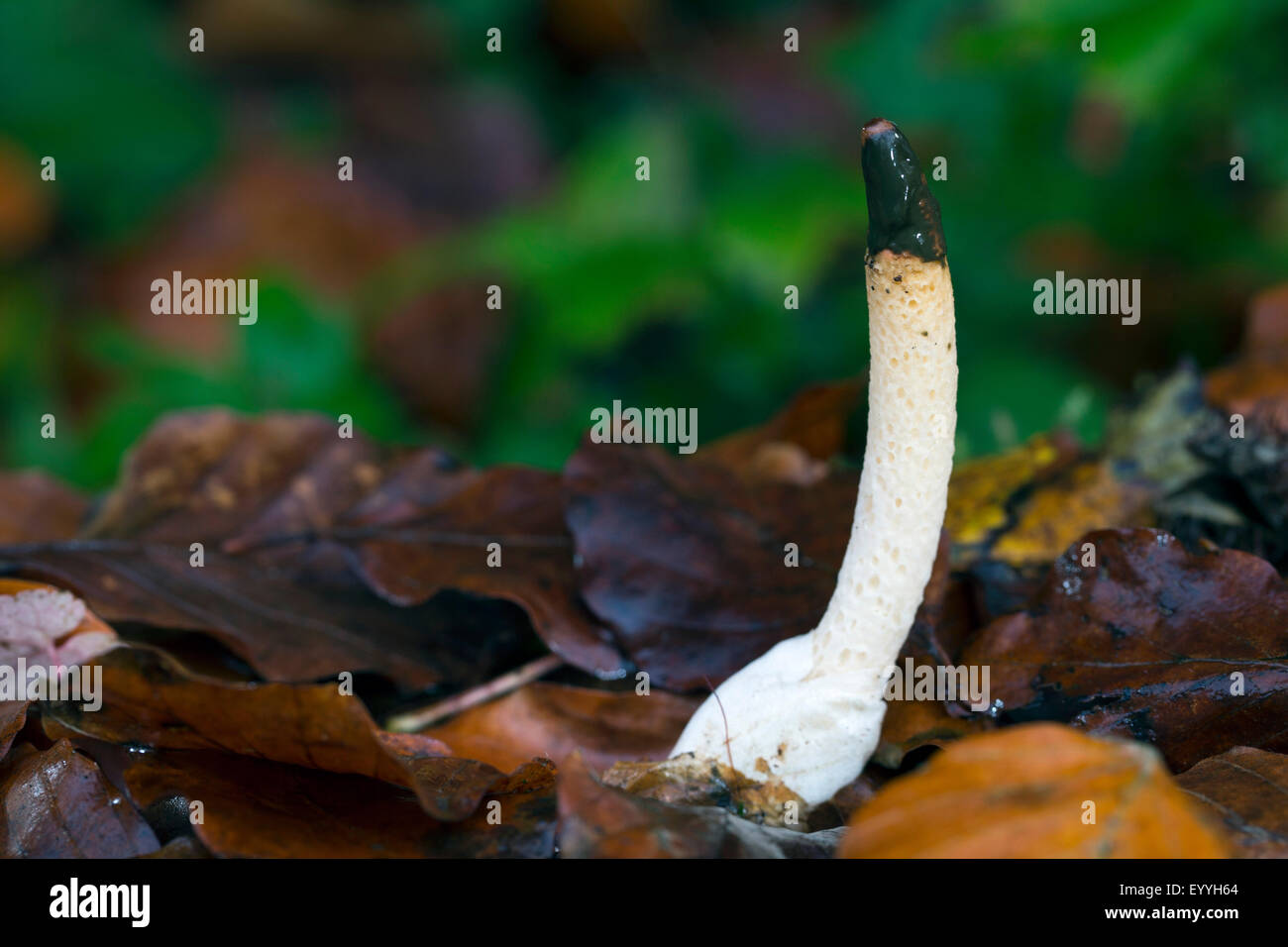 dog stinkhorn (Mutinus caninus, Phallus caninus), on forest ground, Germany Stock Photo