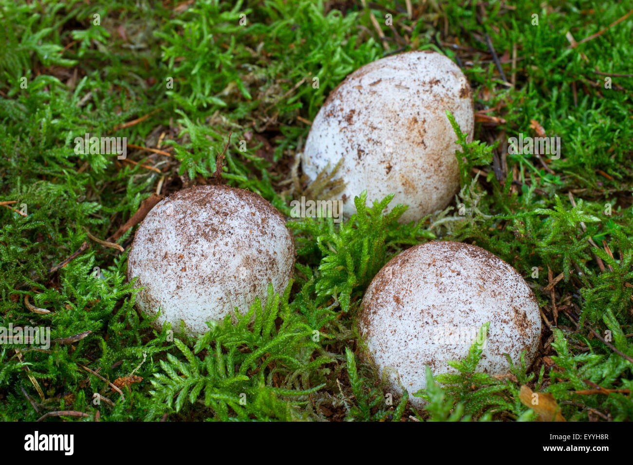 stinkhorn (Phallus impudicus), in moos, Germany Stock Photo