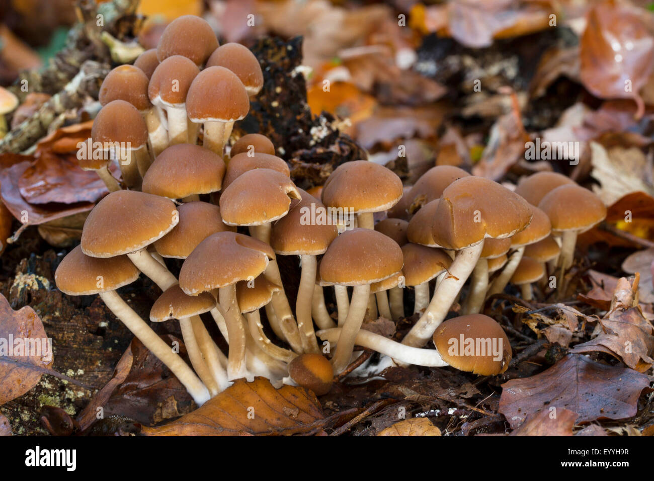 Common stump brittlestem (Psathyrella piluliformis, Psathyrelle hydrophila), on dead wood, Germany Stock Photo