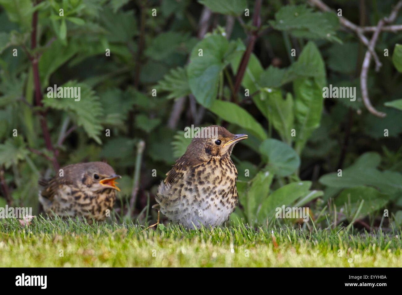 song thrush (Turdus philomelos), fledged immature birds at the edge of a bush, Netherlands, Frisia Stock Photo