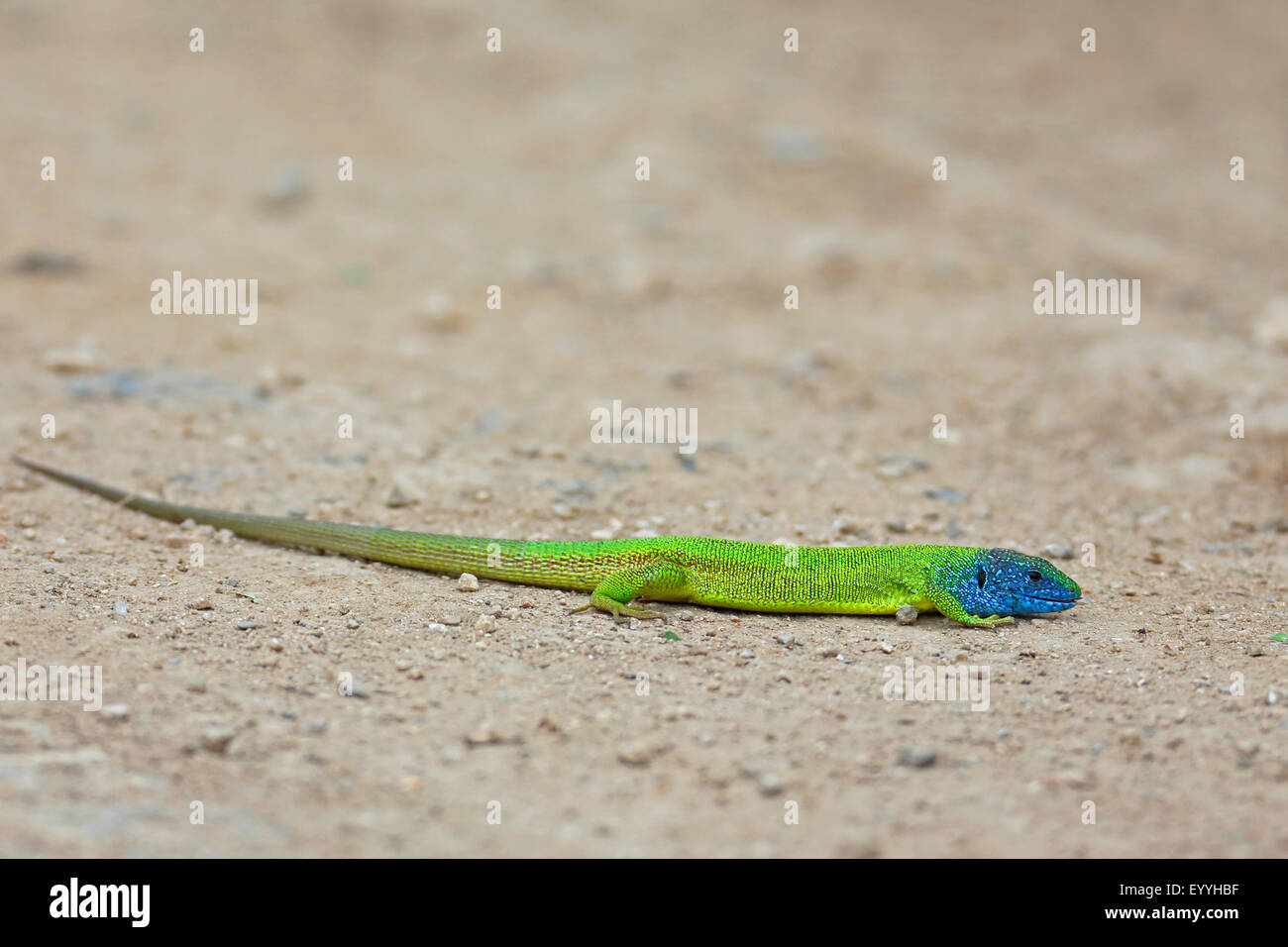 Balkan green lizard, Balkan emerald lizard (Lacerta trilineata), male creeps on the ground, Bulgaria, Kaliakra Stock Photo