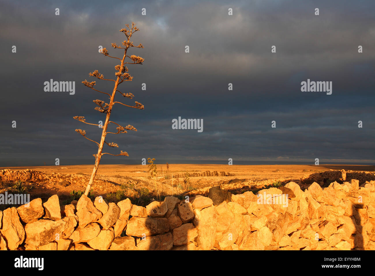 Agave, Century Plant (Agave americana), sunrise in semi-desert near Tindaya, Canary Islands, Fuerteventura Stock Photo