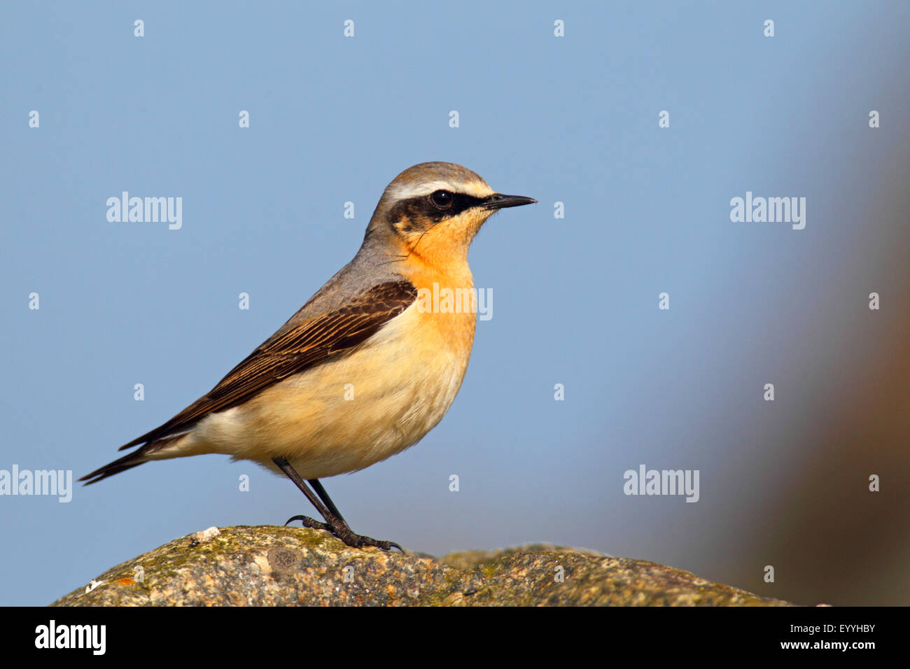 northern wheatear (Oenanthe oenanthe), male stands on a stone, Netherlands, Texel Stock Photo