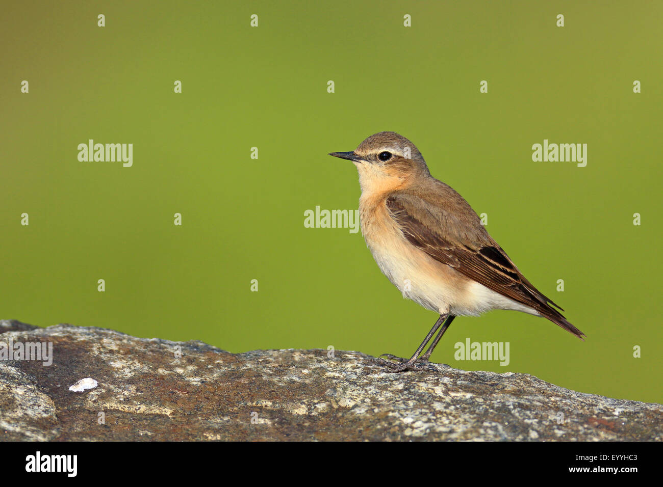 northern wheatear (Oenanthe oenanthe), female stands on a stone, Netherlands, Texel Stock Photo