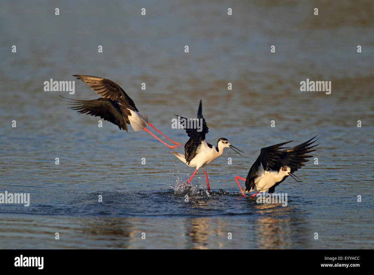 black-winged stilt (Himantopus himantopus), fight for the territory, Greece, Lesbos Stock Photo