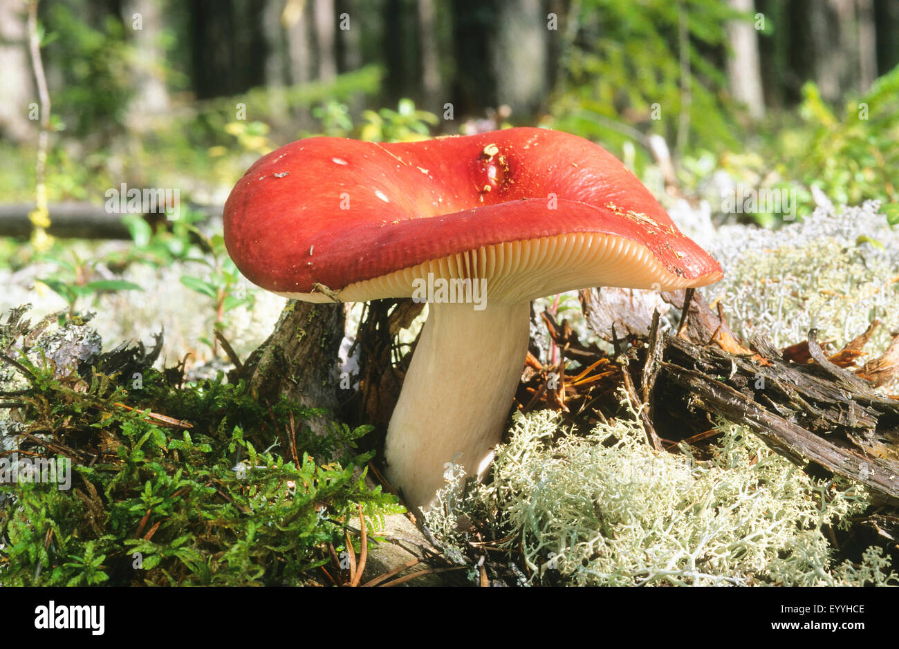 tall russule (Russula paludosa), fruiting body on mossy and lichened deadwood, Germany Stock Photo