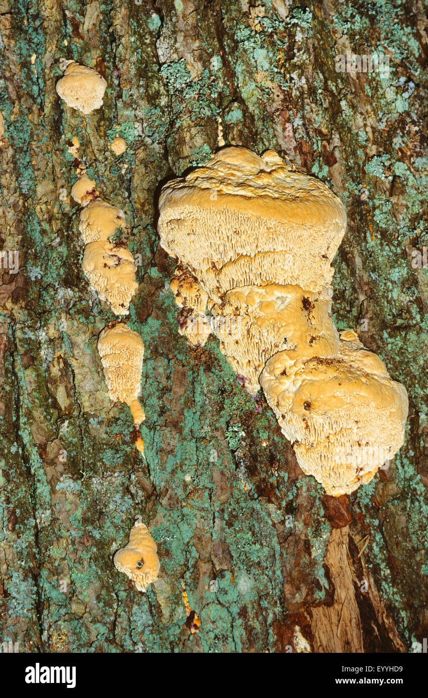 Oak mazegill, Maze-gill fungus (Daedalea quercina, Trametes quercina), fruiting tree at oak trunk, Germany Stock Photo