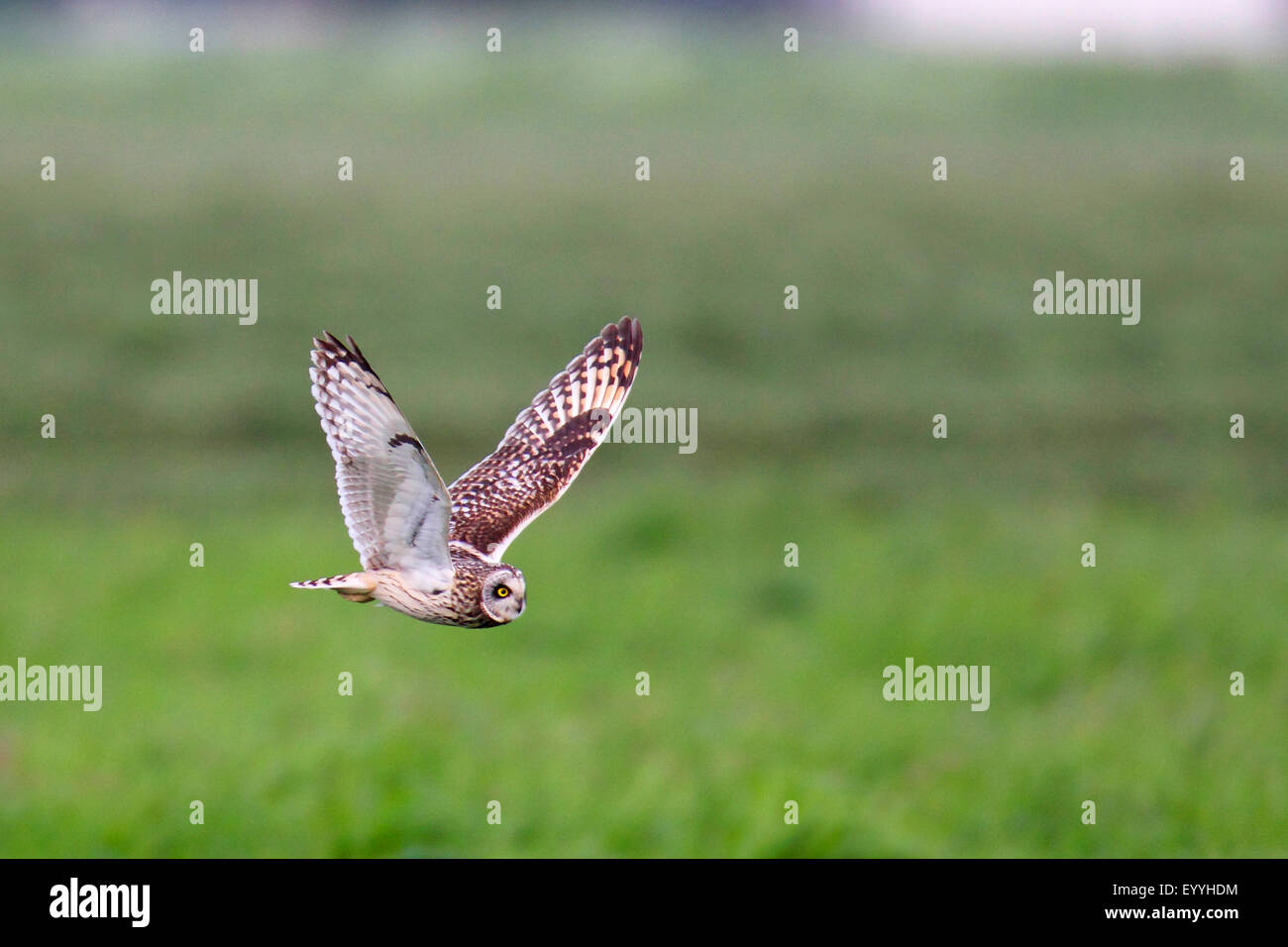 short-eared owl (Asio flammeus), flying, looking for food, Netherlands, Utrecht Stock Photo
