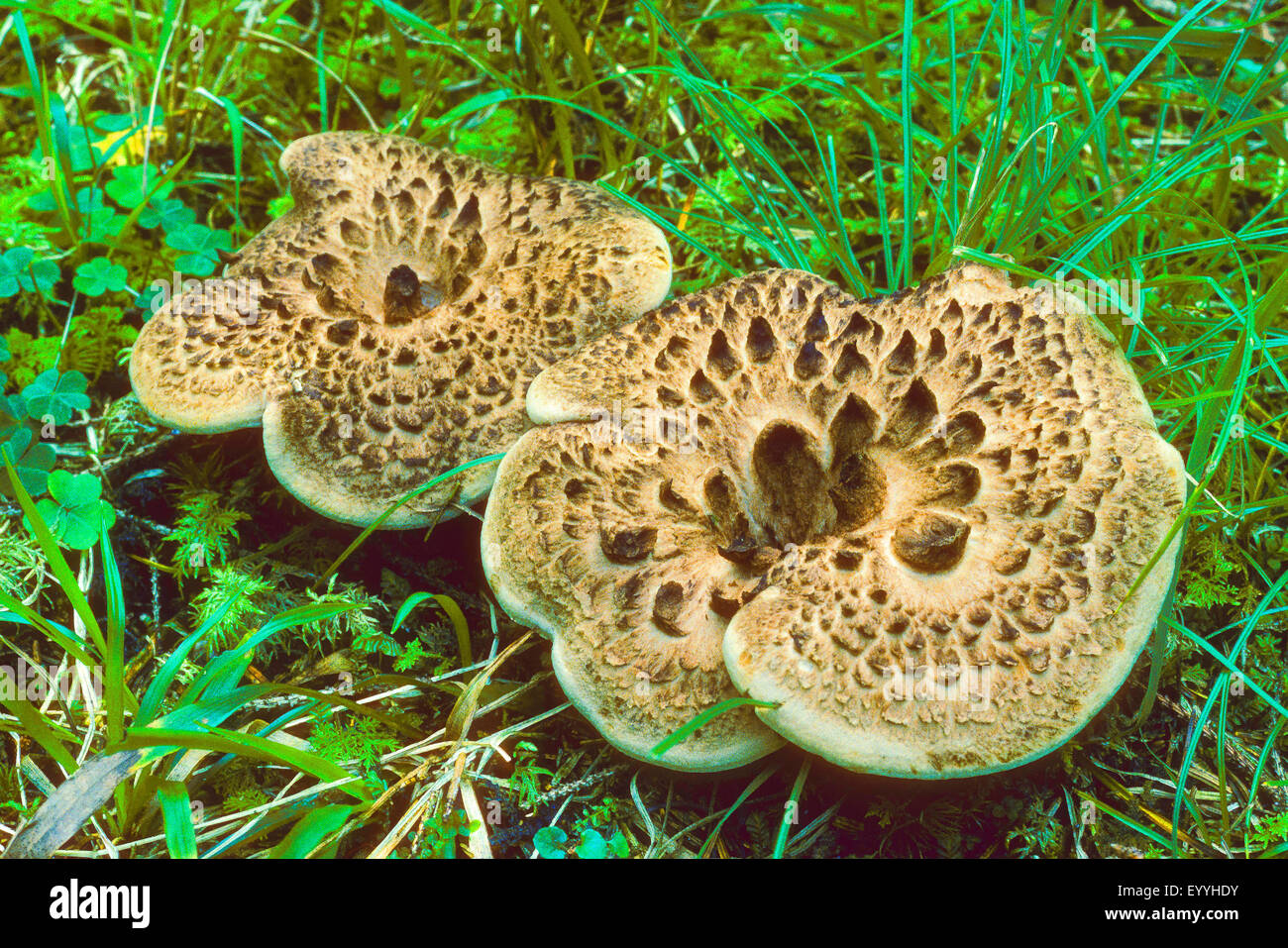Scaly tooth, Shingled hedgehog, Scaly hedgehog (Sarcodon imbricatus), two fruiting bodies on grass, Germany Stock Photo