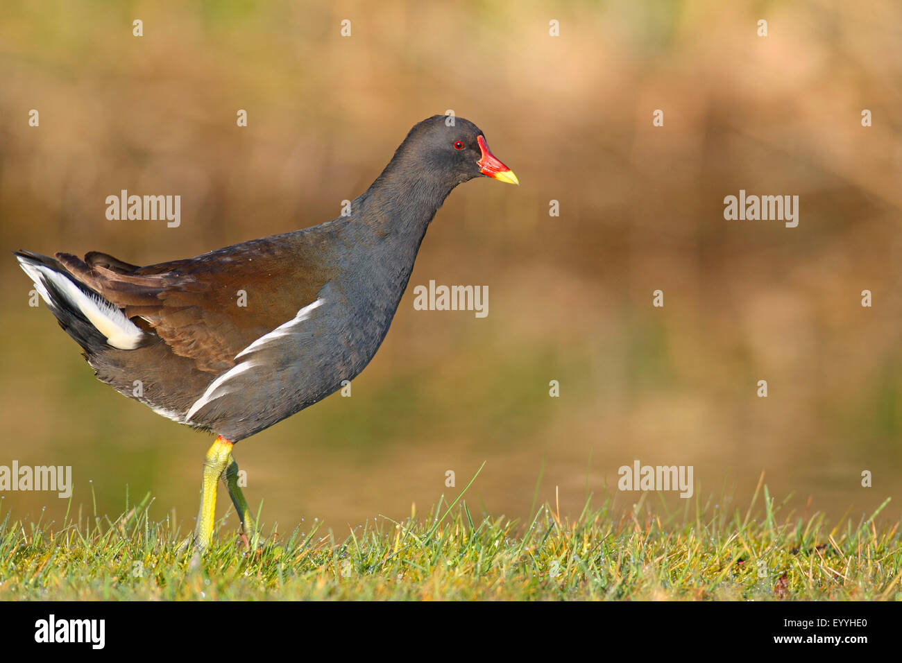 moorhen (Gallinula chloropus), standing at the riverside, Netherlands, Frisia Stock Photo