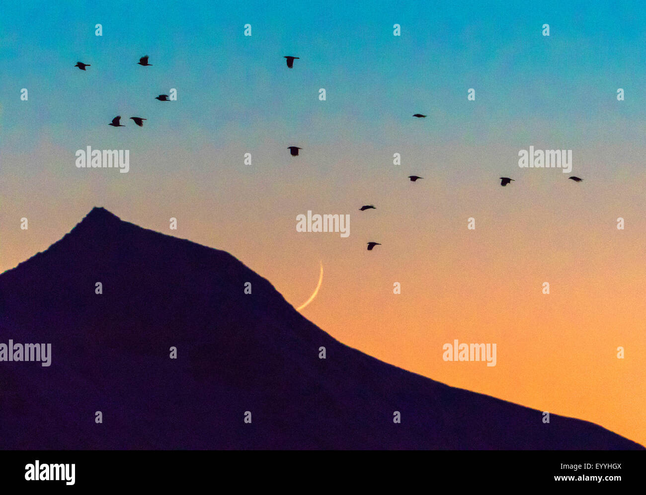 Carrions Crows Hi res Stock Photography And Images Alamy