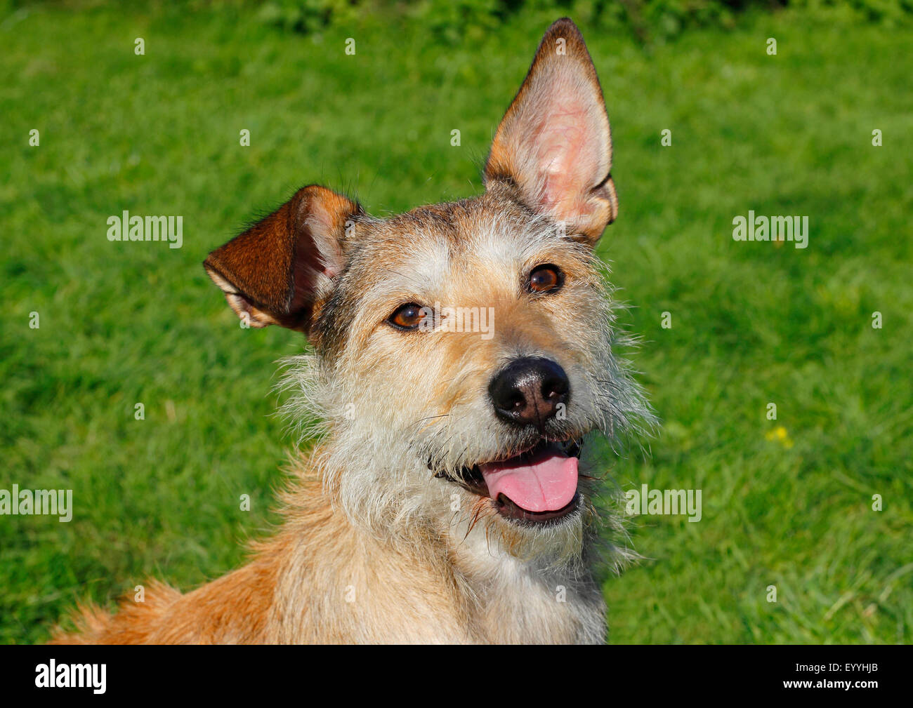 mixed breed dog (Canis lupus f. familiaris), portrait of a Podenco