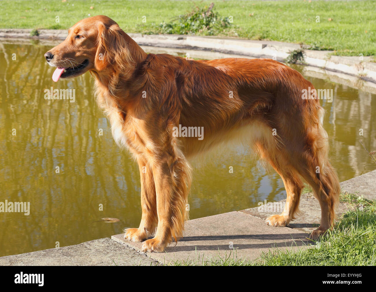 breed dog lupus f. familiaris), four years old Golden Retriever Irish Red Setter breed she-dog standing at a pond, Germany Stock Photo - Alamy