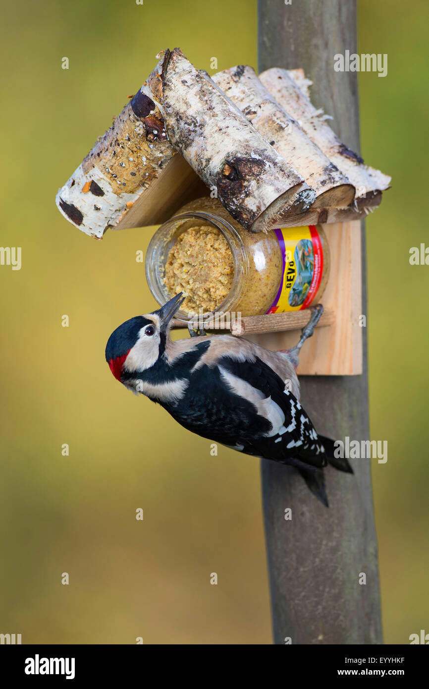 Great spotted woodpecker (Picoides major, Dendrocopos major), at the feeding site, Germany Stock Photo