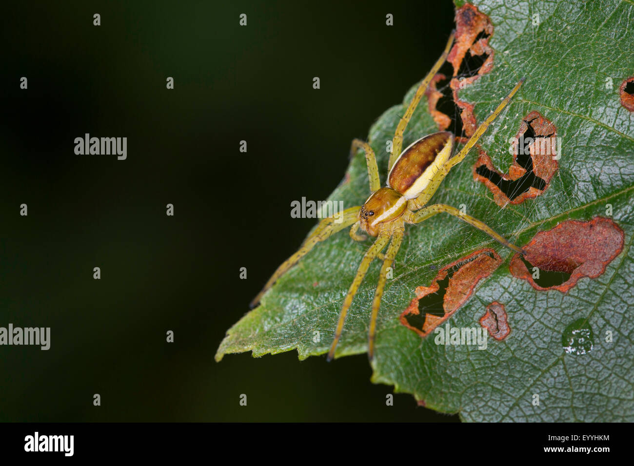 fimbriate fishing spider (Dolomedes fimbriatus), sitting on a leaf, Germany Stock Photo