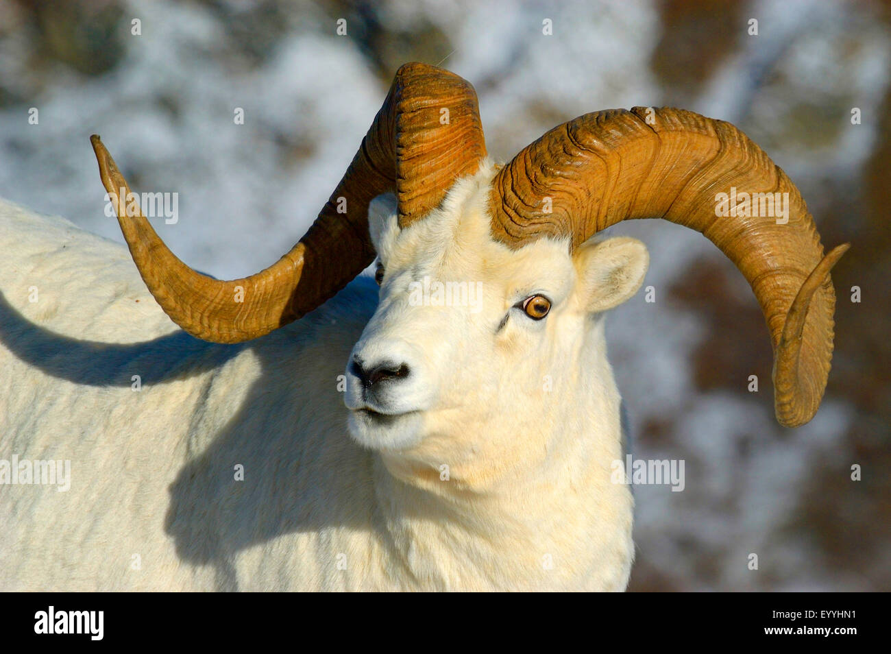 Dall's sheep, white sheep (Ovis dalli), portrait of a strong ram, USA, Alaska, Denali Nationalpark Stock Photo