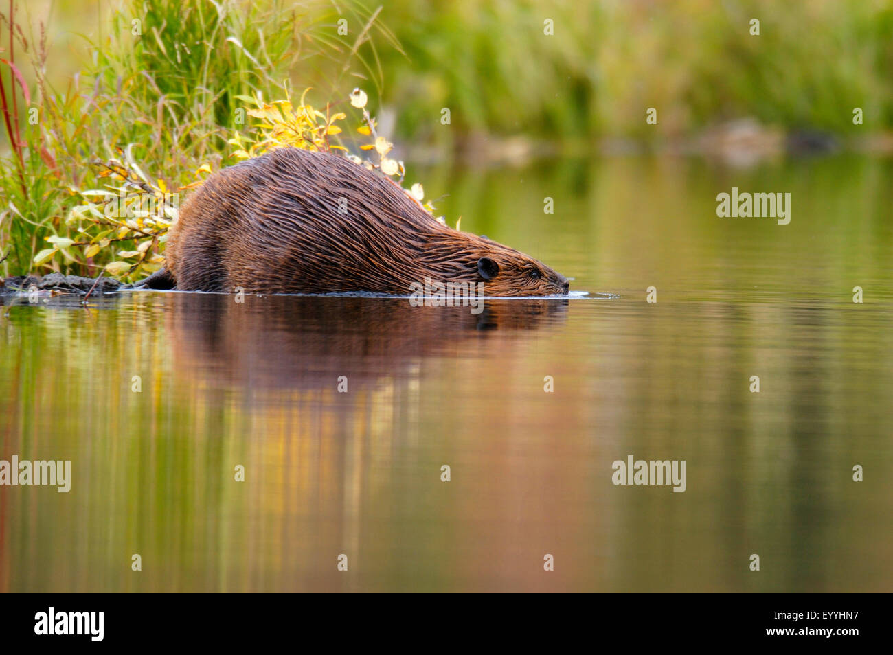 North American beaver, Canadian beaver (Castor canadensis), transporting of willow twigs in autumn, USA, Alaska, Denali Nationalpark Stock Photo