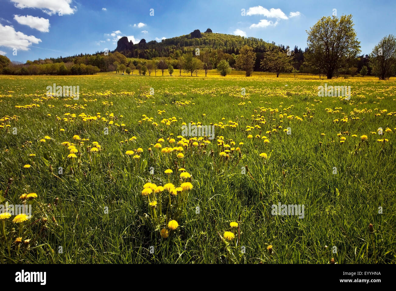 blooming dandelion meadow near rock formation Bruchhauser Steine, Germany, North Rhine-Westphalia, Sauerland, Olsberg Stock Photo