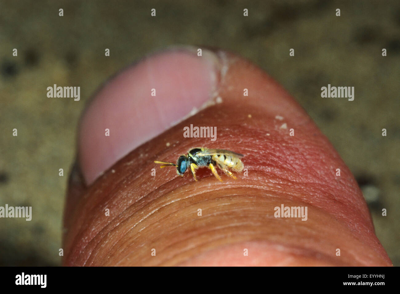 Sweat bee (Nomioides minutissima, Nomioides minutissimus), on a thumb, Germany Stock Photo