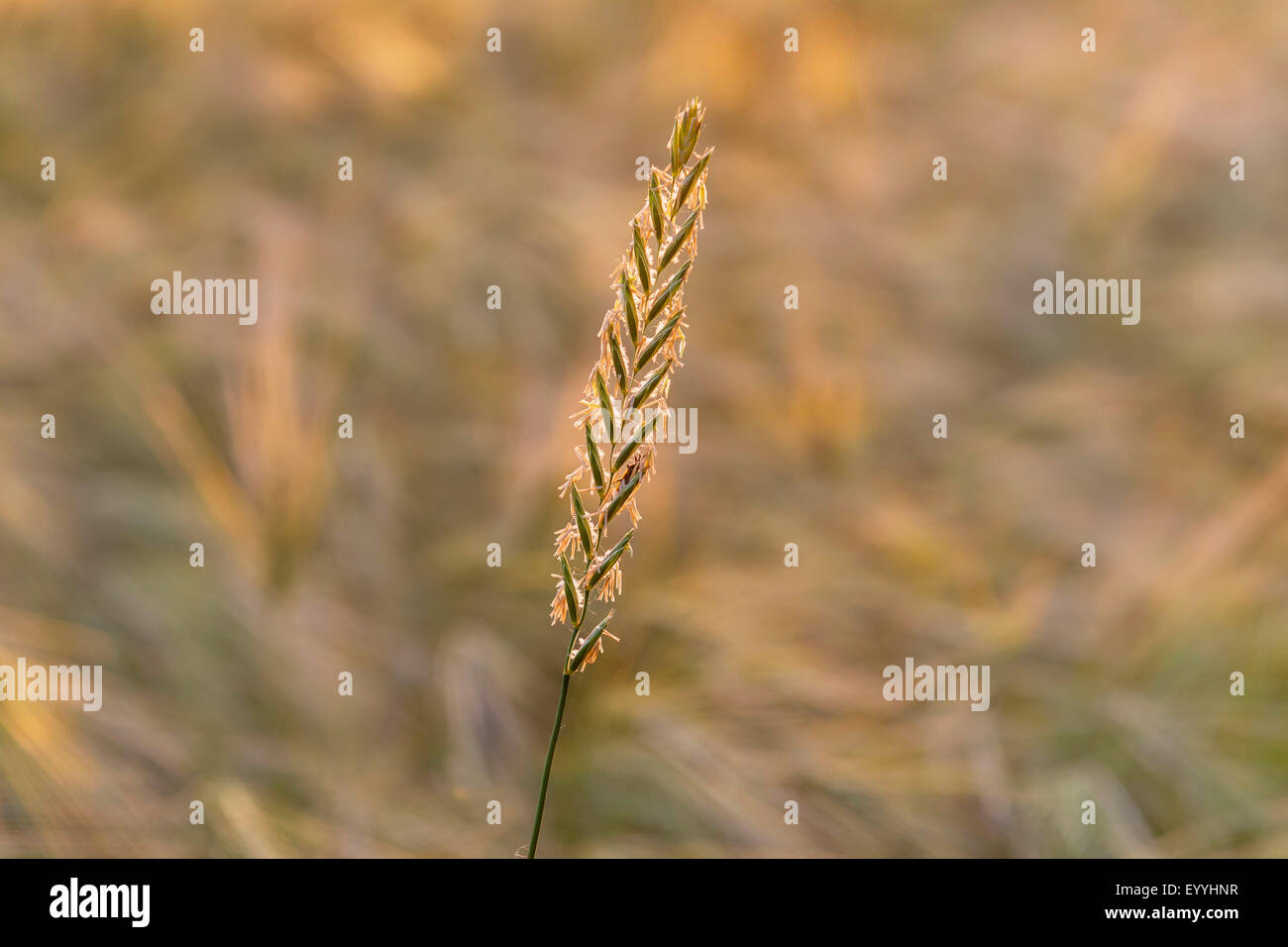 Couch grass, twitch, quick grass, quitch grass, quitch, dog grass, quackgrass, scutch grass, witchgrass (Agropyron repens, Elymus repens), grain ear in evening light, Germany, North Rhine-Westphalia Stock Photo