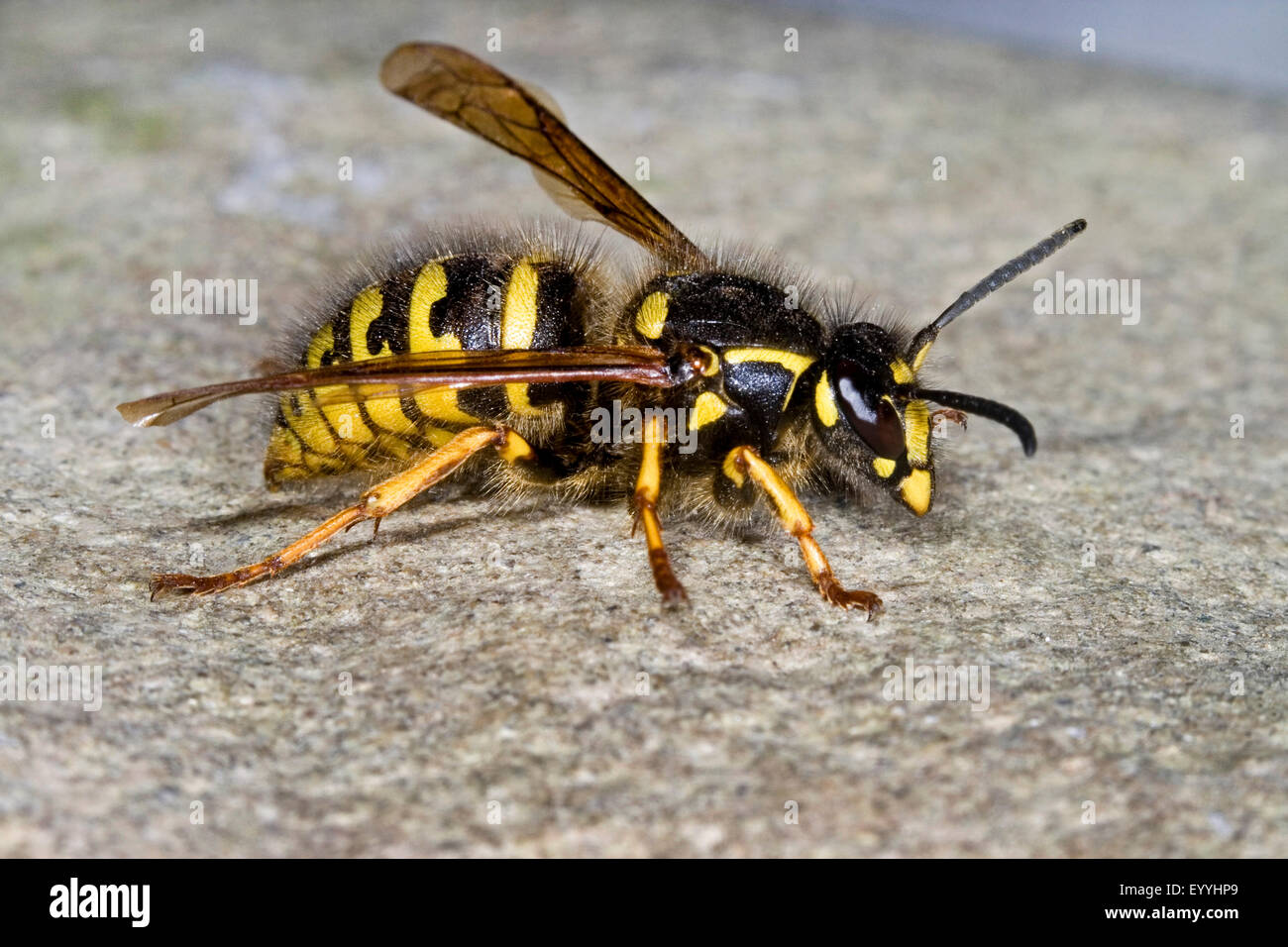 Parasitic Yellowjacket (Dolichovespula adulterina), the Parasitic