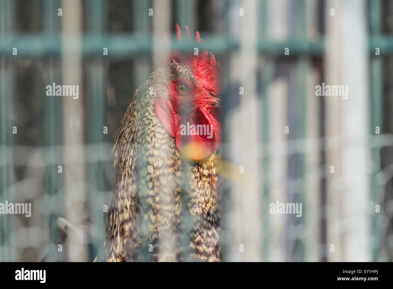 domestic fowl (Gallus gallus f. domestica), confining in a cage, Germany, North Rhine-Westphalia Stock Photo