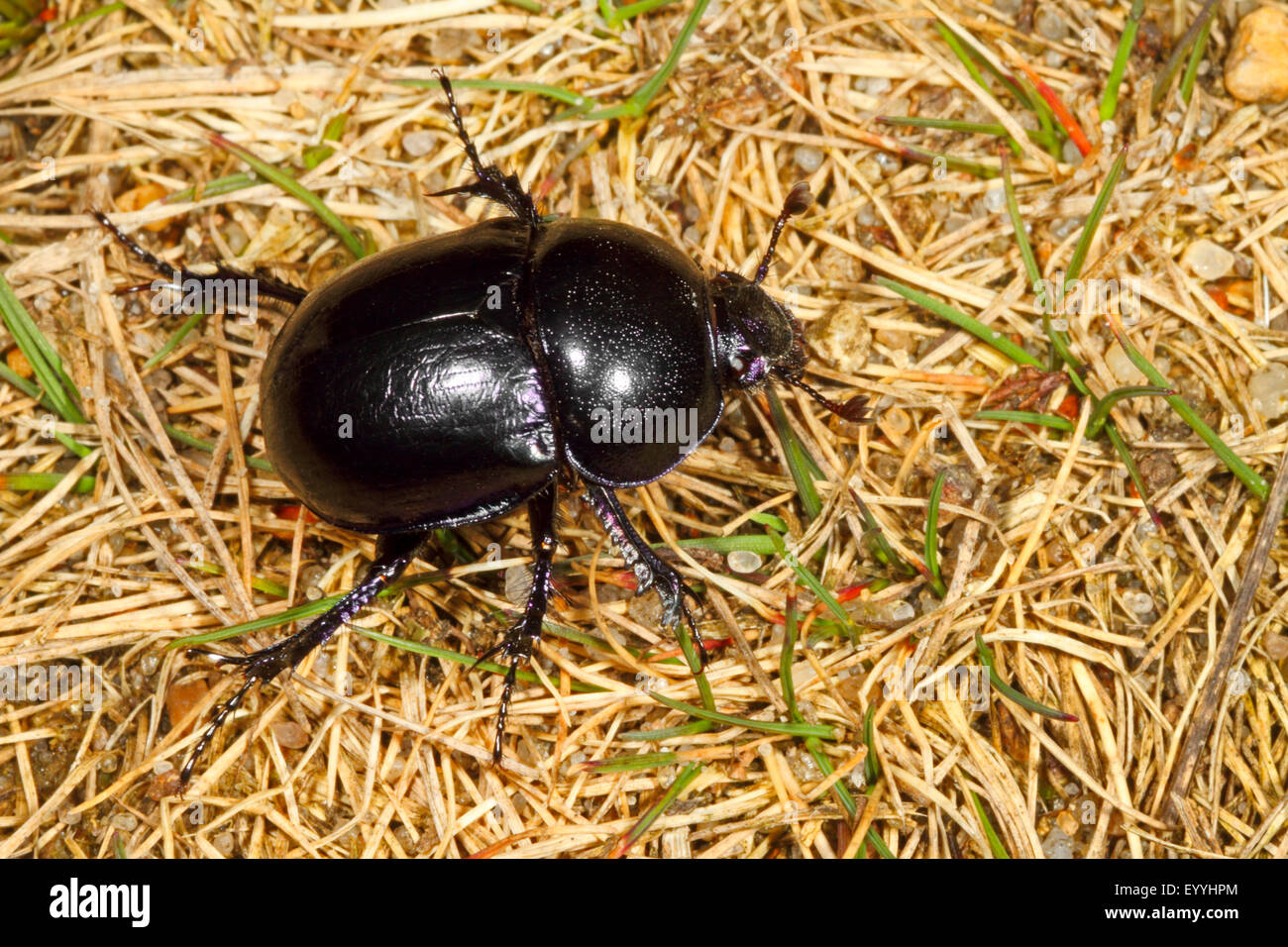 Springtime dung beetle (Geotrupes vernalis, Trypocopris vernalis), on withered grass, Germany Stock Photo