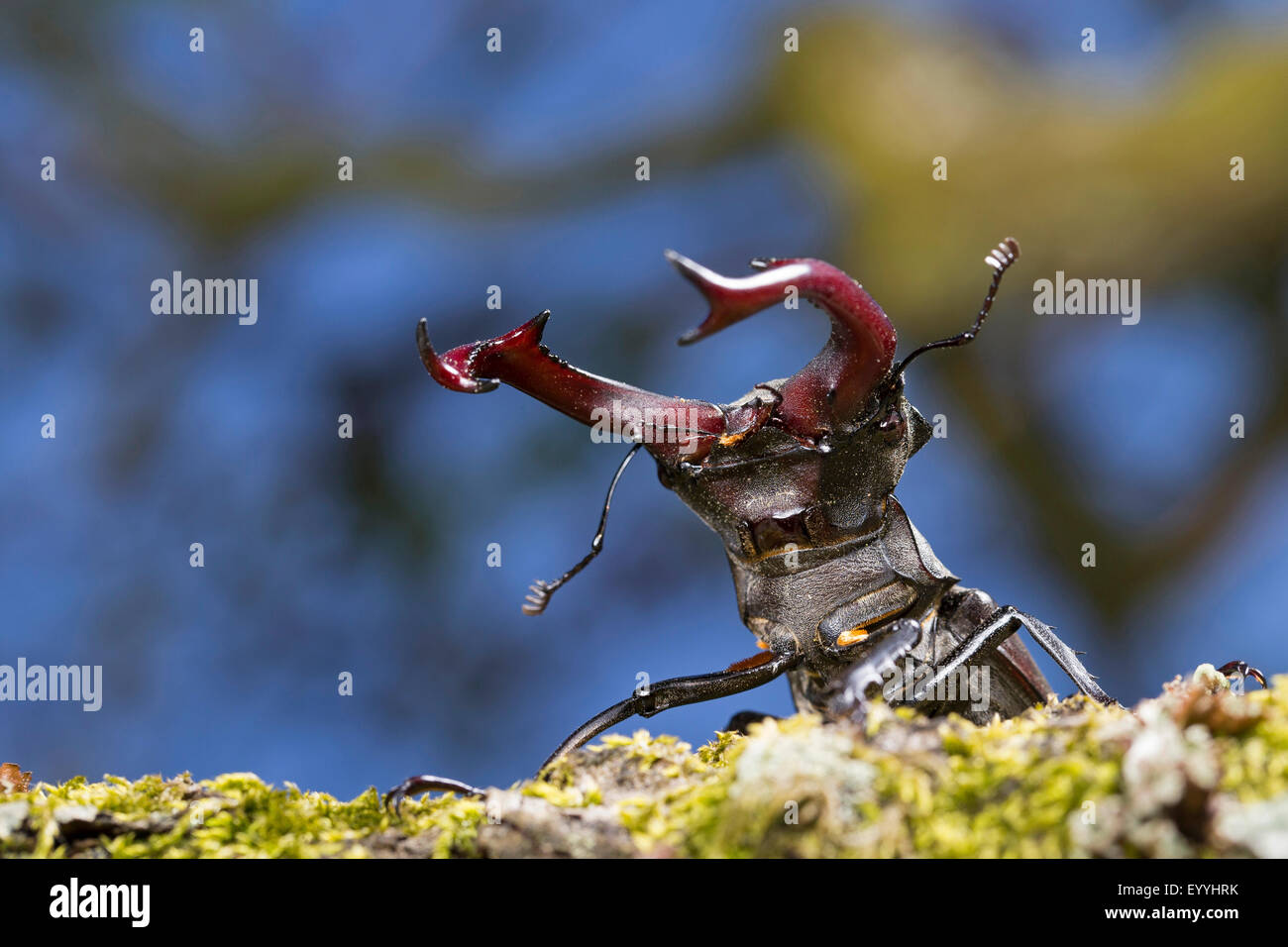stag beetle, European stag beetle (Lucanus cervus), male, Germany Stock Photo