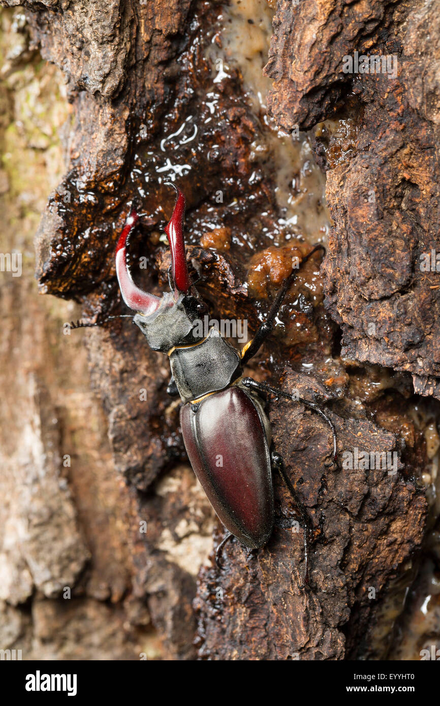 stag beetle, European stag beetle (Lucanus cervus), male licks sap from an oak, Germany Stock Photo